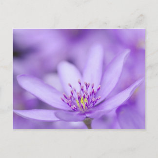 Liverleaf Postcard