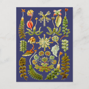 Liverworts Postcard