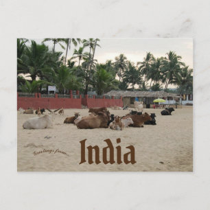 Livestock on the Beach in Goa India Postcard