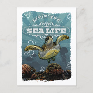 Livin' the Sea Life Turtle Postcard