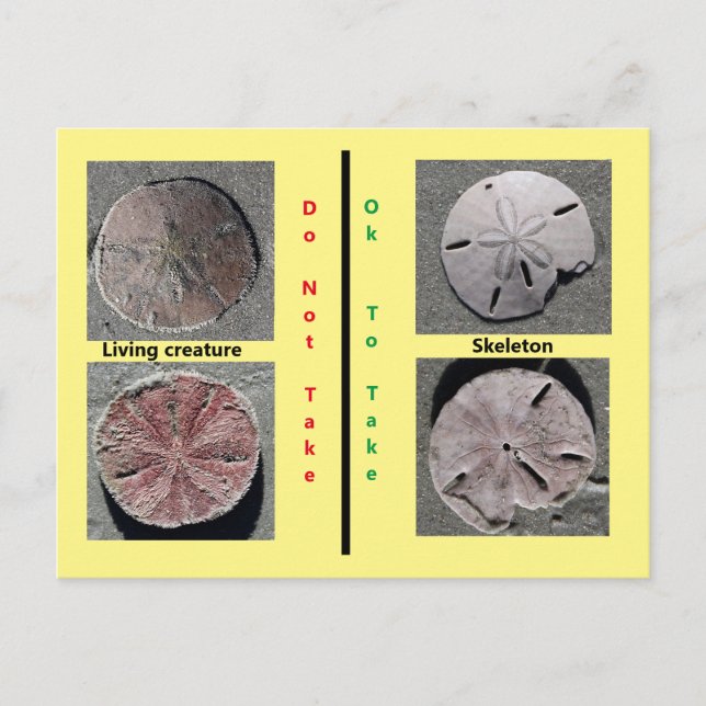 Living and Dead Sand Dollar Postcard (Front)