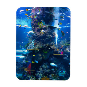 Living Coral Reef with Fish Magnet