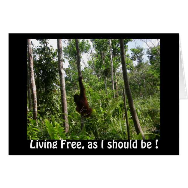Living Free Orangutans in Borneo Jungle (Front Horizontal)
