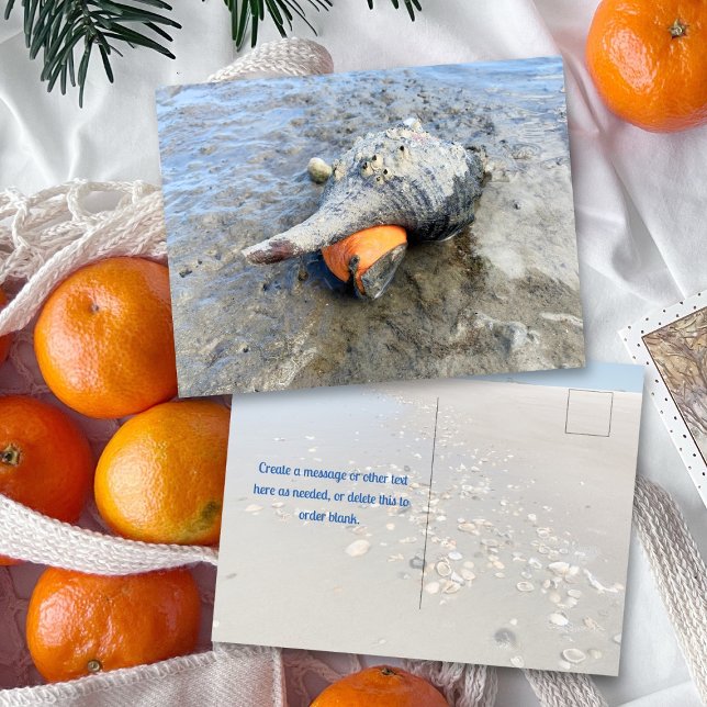 Living Horse Conch Florida Wildlife Photography Postcard (Creator Uploaded)