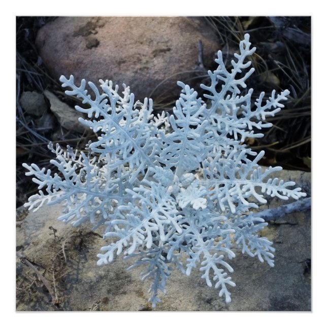 Living Snowflake -  Poster (Front)
