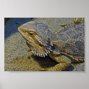 Living Under Fire - Bearded Dragon Poster