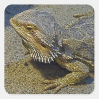 Living Under Fire - Bearded Dragon