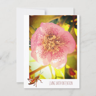 Living with intention. Helleborus (Lenten Rose)  Postcard