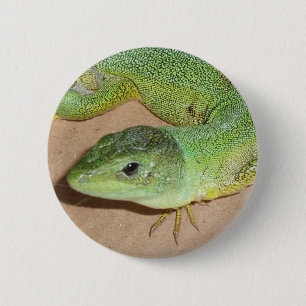 Lizard Button