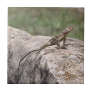 Lizard Ceramic Tile