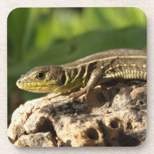 Lizard Coasters