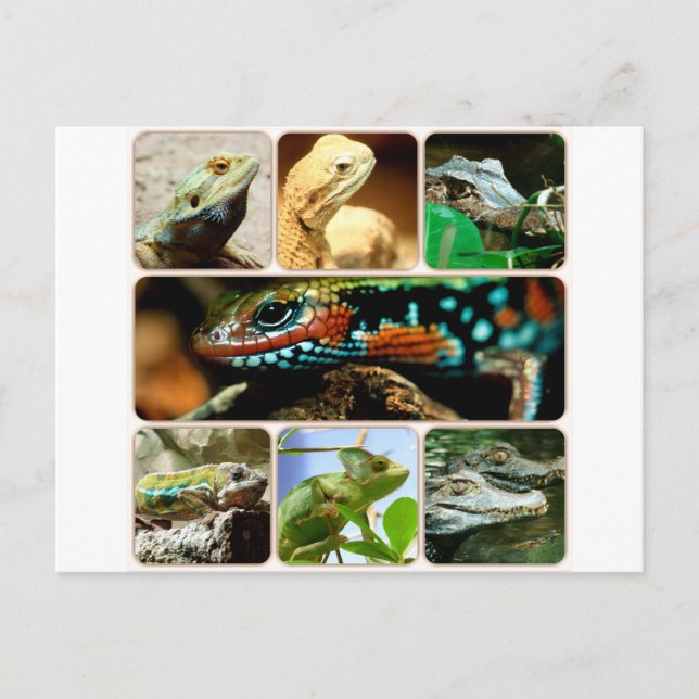 Lizard Collage Postcard (Front)
