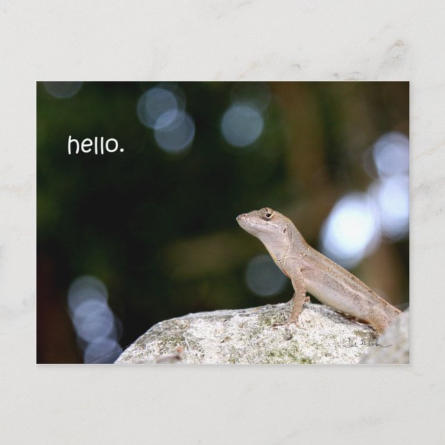 Lizard hello postcard (Front)