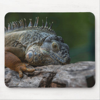 lizard, iguana, nature mouse pad