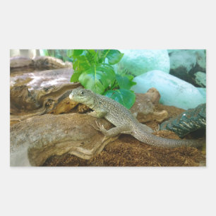 Lizard in a Terrarium Rectangular Sticker