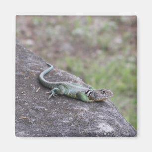 Lizard Magnet