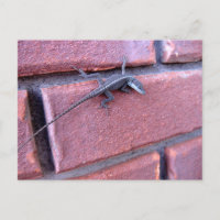 Lizard on Brick Wall Nature Wildlife Photography