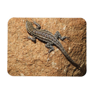 Lizard on rock magnet