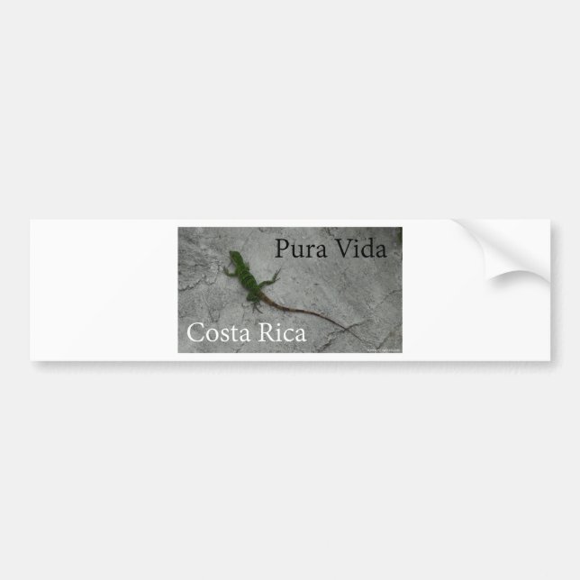 Lizard on Wall Costa Rica Pura Vida Bumper Sticker (Front)