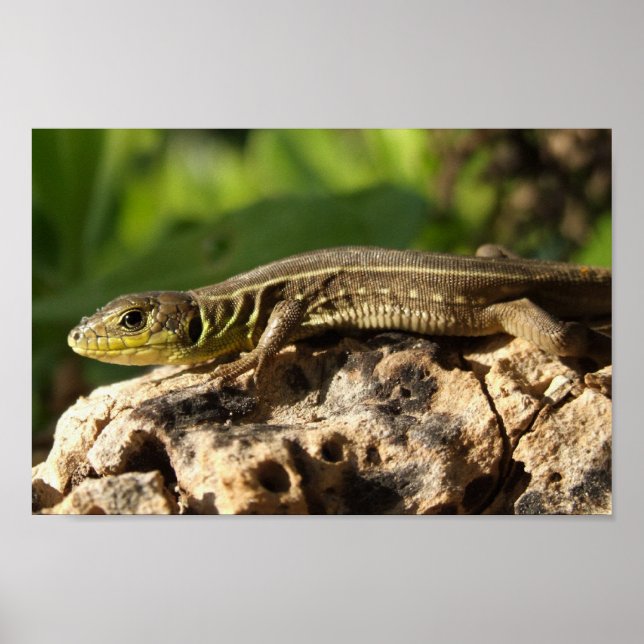 Lizard Poster (Front)