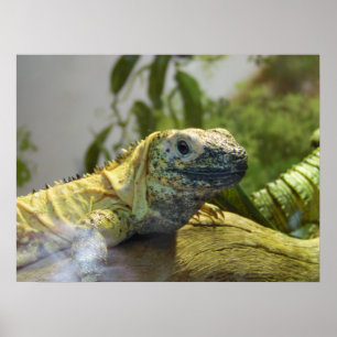 Lizard, Reptile, Iguana Nature Wall Poster