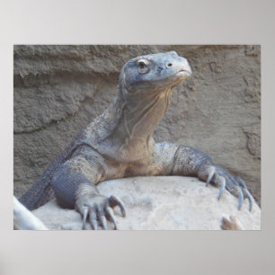 Lizard, Reptile, Kimono Dragon Nature Wall Poster