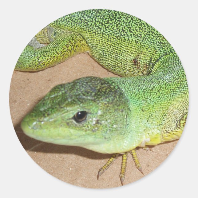 Lizard Sticker (Front)