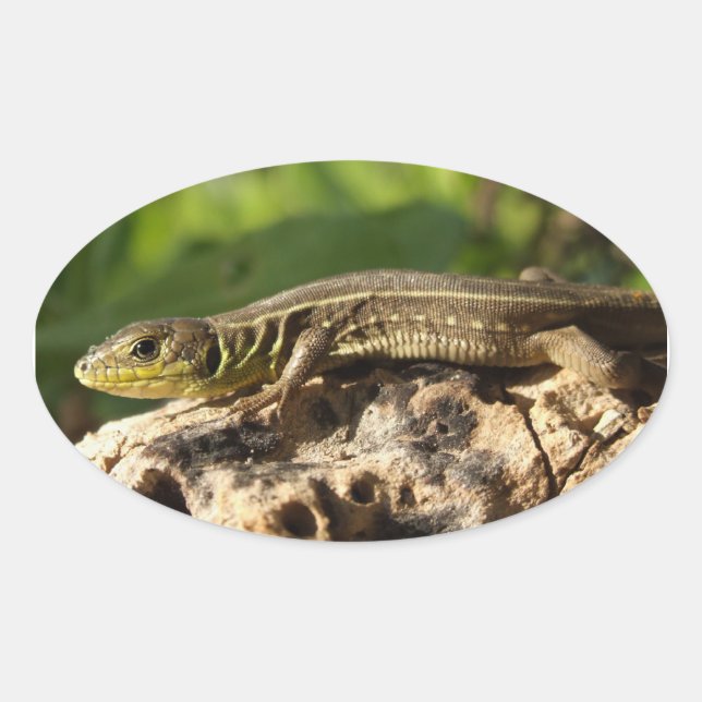 Lizard Stickers (Front)