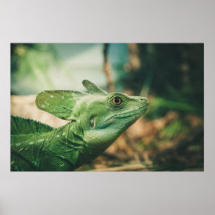 Lizard watch close up eye view poster