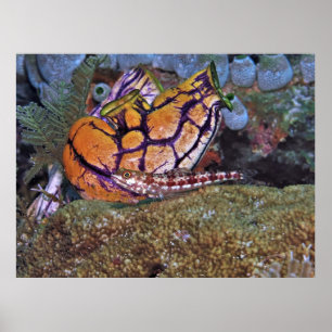 Lizardfish and Tunicate Poster