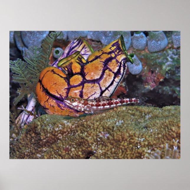 Lizardfish and Tunicate Poster (Front)