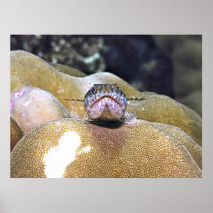 Lizardfish Closeup Poster