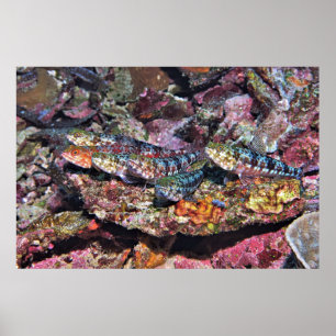 Lizardfish Party Poster
