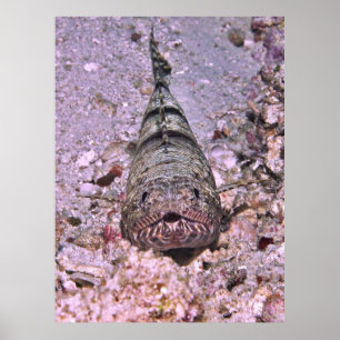Lizardfish Portrait Poster