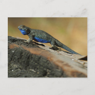 Lizards Blue Belly Scales Postcard