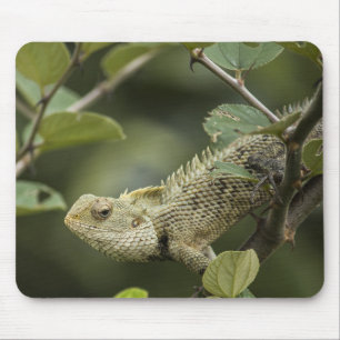 Lizards, lizards, animals in Oriental Garden Mouse Pad
