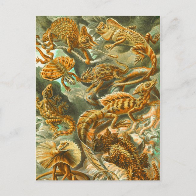 Lizards Postcard (Front)