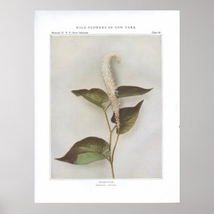 Lizard's-Tail - Saururus cernuus Poster