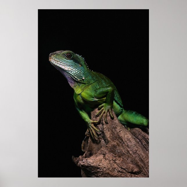 Lizzard Poster (Front)