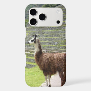 llama