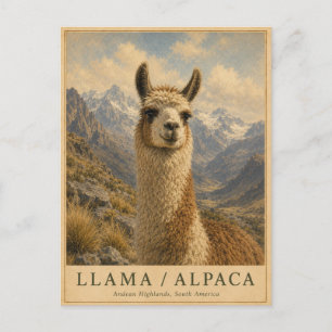 Llama Alpaca Andes VINTAGE Postcard