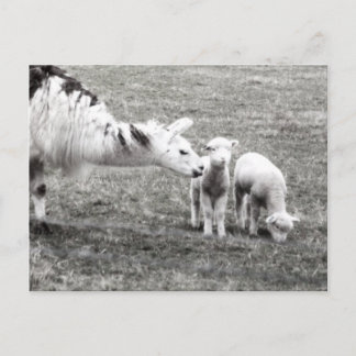 Llama and Lambs Postcard