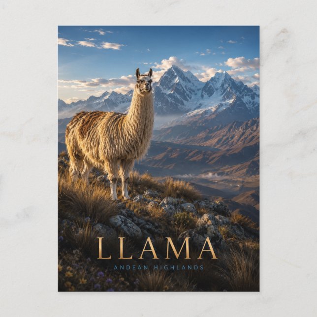 Llama Andean Highlands ANIMALS Postcard (Front)