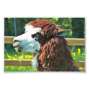 Llama Animal Photo Print