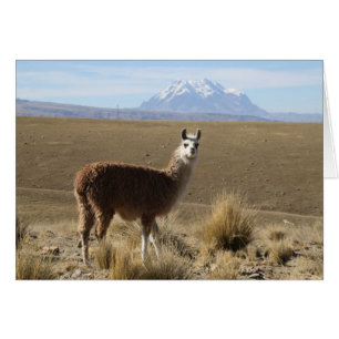 Llama at  Illimani Snow Mountain Bolivia Note Card