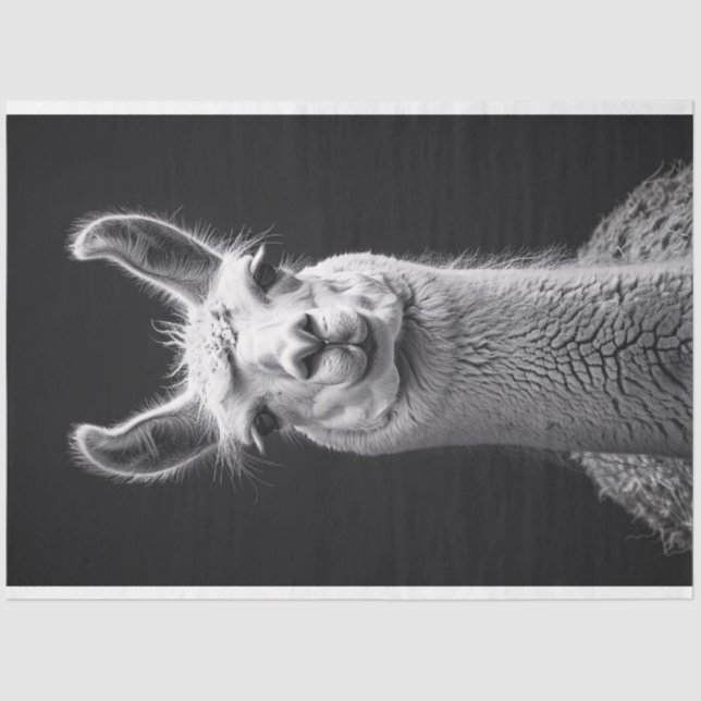 Llama Black and White Portrait Decoupage Tissue Paper (Front)