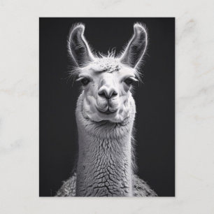 Llama Black and White Portrait Postcard