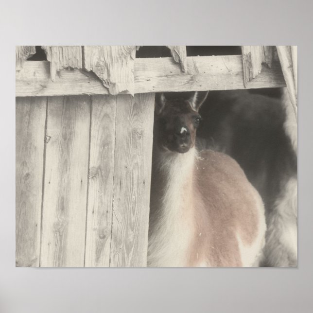 Llama Black White Partial Colour Poster (Front)