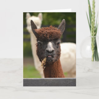 Llama - blank greetings card