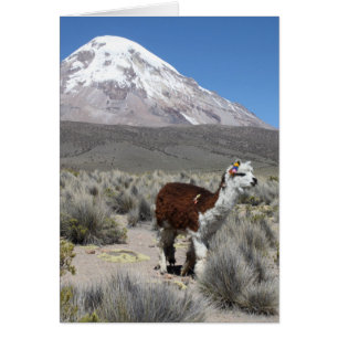 Llama by Snow Sajama Mountain, Bolivia